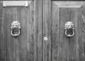 Lion head knockers on an old wooden door in Tuscany